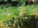 04_GAS_Biotopteich_Kamila Franz_1